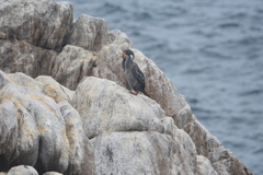 Poikilocarbo gaimardi