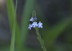 Verbena runyonii