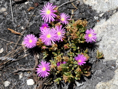 Lampranthus glomeratus
