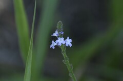 Verbena runyonii