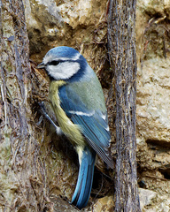 Cyanistes caeruleus