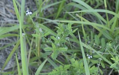 Verbena runyonii