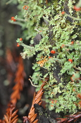 Cladonia bellidiflora