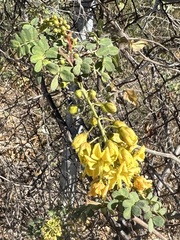Erythrostemon pannosus
