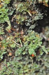 Cladonia bellidiflora