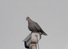 Streptopelia decaocto