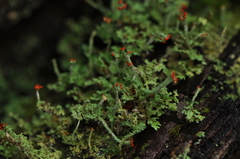 Cladonia bellidiflora