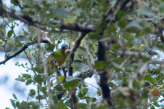 Chlorophonia elegantissima
