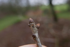 Neriene peltata