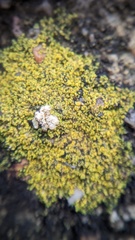 Flavoplaca