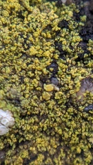 Flavoplaca