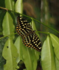 Lexias
