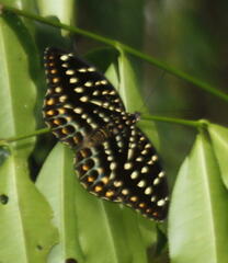 Lexias
