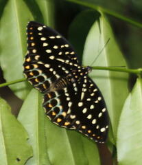 Lexias