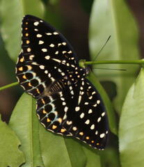Lexias