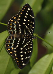Lexias