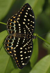 Lexias