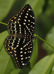 Lexias