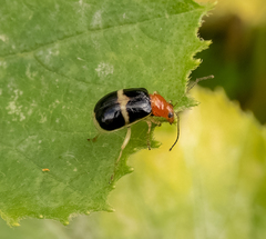 Gynandrobrotica caviceps