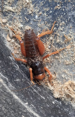Cratomelus