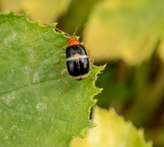 Gynandrobrotica caviceps