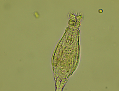 Bdelloidea
