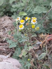 Perityle microglossa