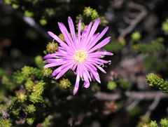Lampranthus glomeratus