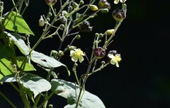 Wissadula amplissima