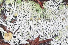 Hypogymnia enteromorpha