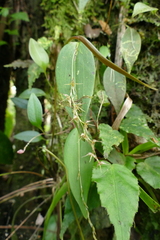 Pleurothallis tomtroutmanii