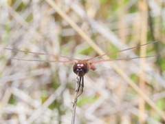 Tramea limbata