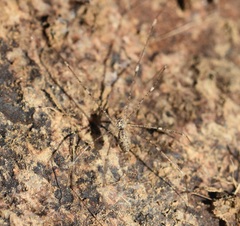 Holocnemus hispanicus