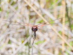 Tramea limbata