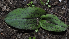 Neotinea maculata