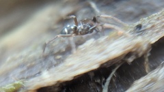 Phrurolithus