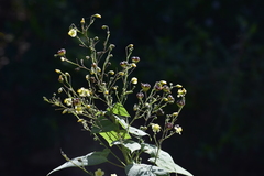 Wissadula amplissima