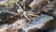 Phrurolithus