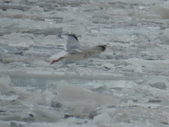 Larus argentatus