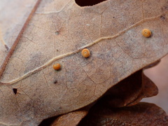 Neuroterus saltatorius