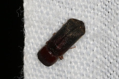 Bostrichidae