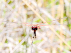 Tramea limbata