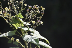 Wissadula amplissima