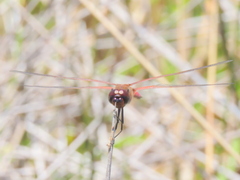 Tramea limbata