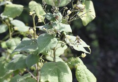 Wissadula amplissima