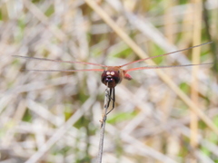 Tramea limbata