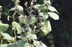 Wissadula amplissima