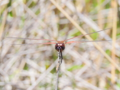 Tramea limbata