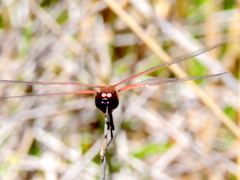 Tramea limbata
