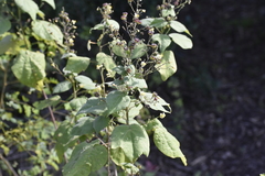 Wissadula amplissima